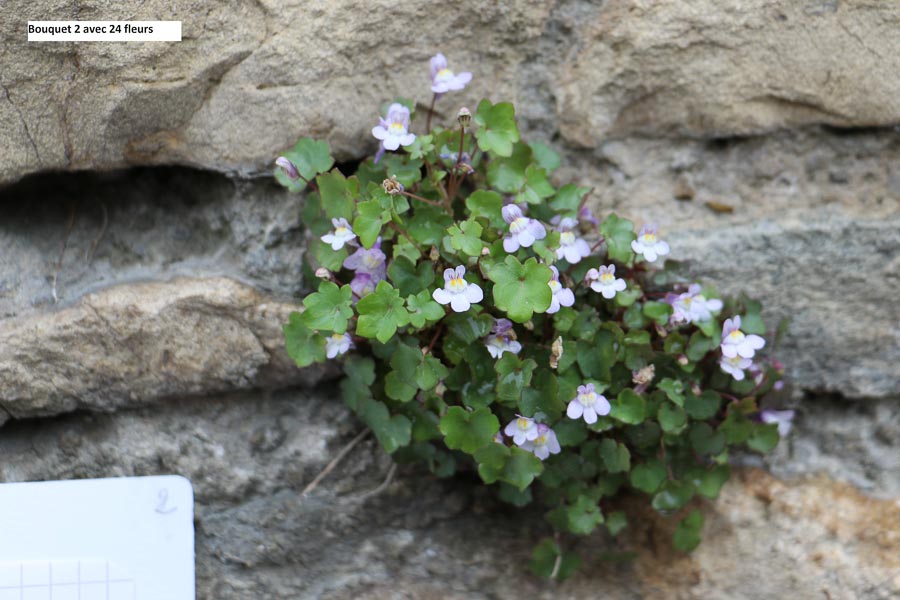 Annexe Cymbalaire bouquet -2.jpg