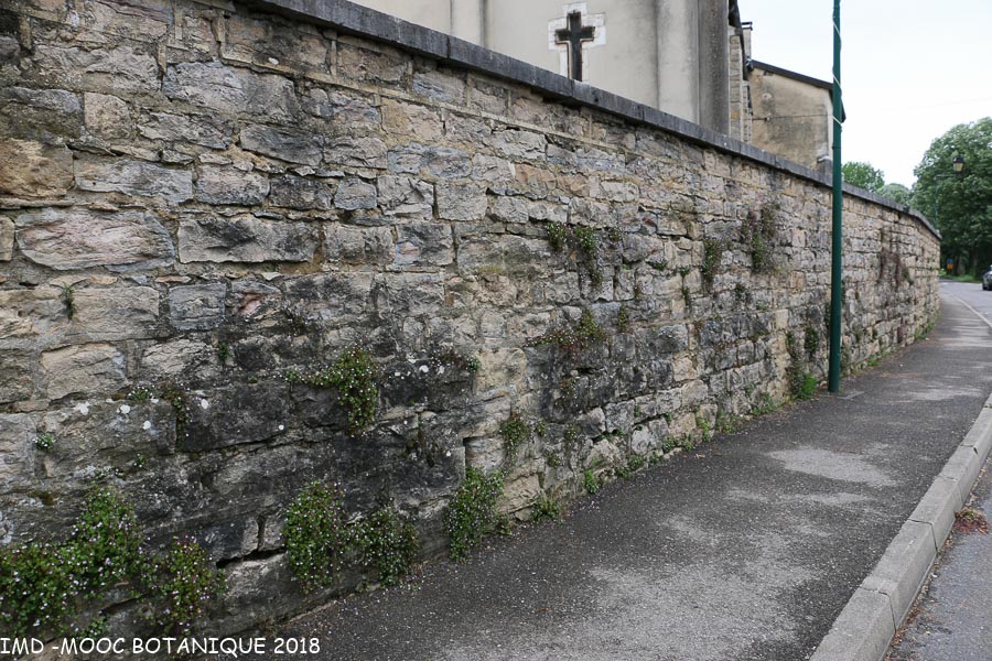 Annexe Operation cymbalaire mur rue de lal poste LENT -1.jpg