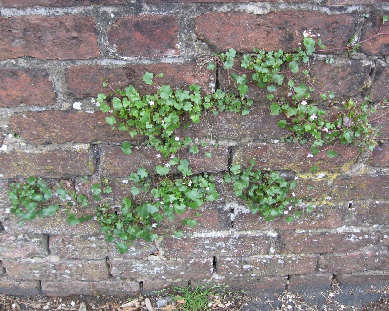 Annexe cymbalaria2.jpg