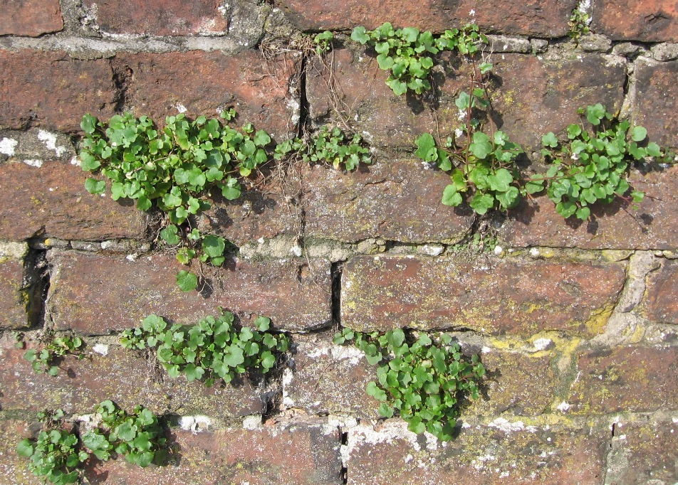 Annexe cymbelaria4.JPG