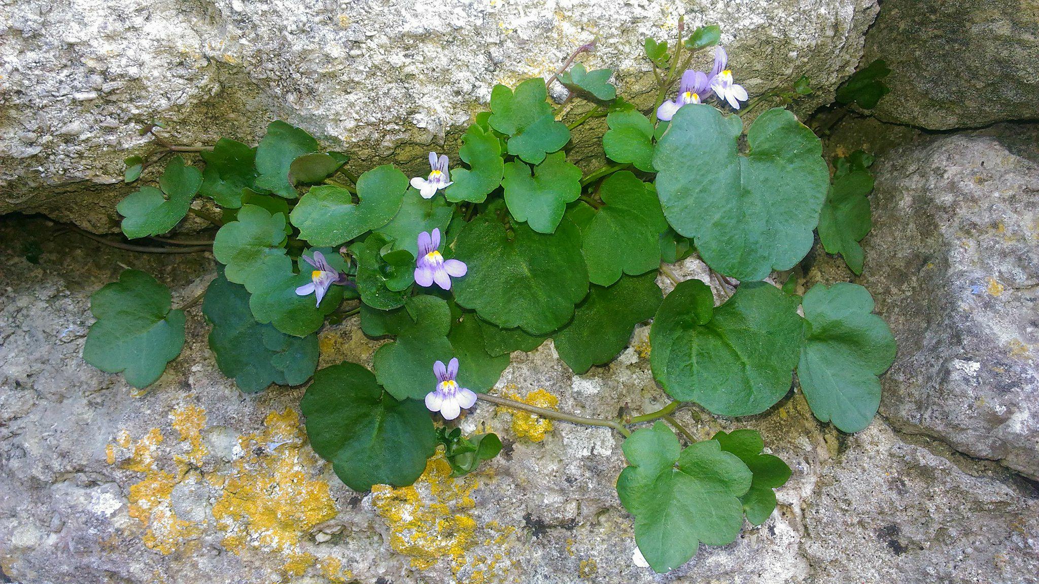 Annexe cymbalaire - rue des sables - saint clément les baleines.jpg