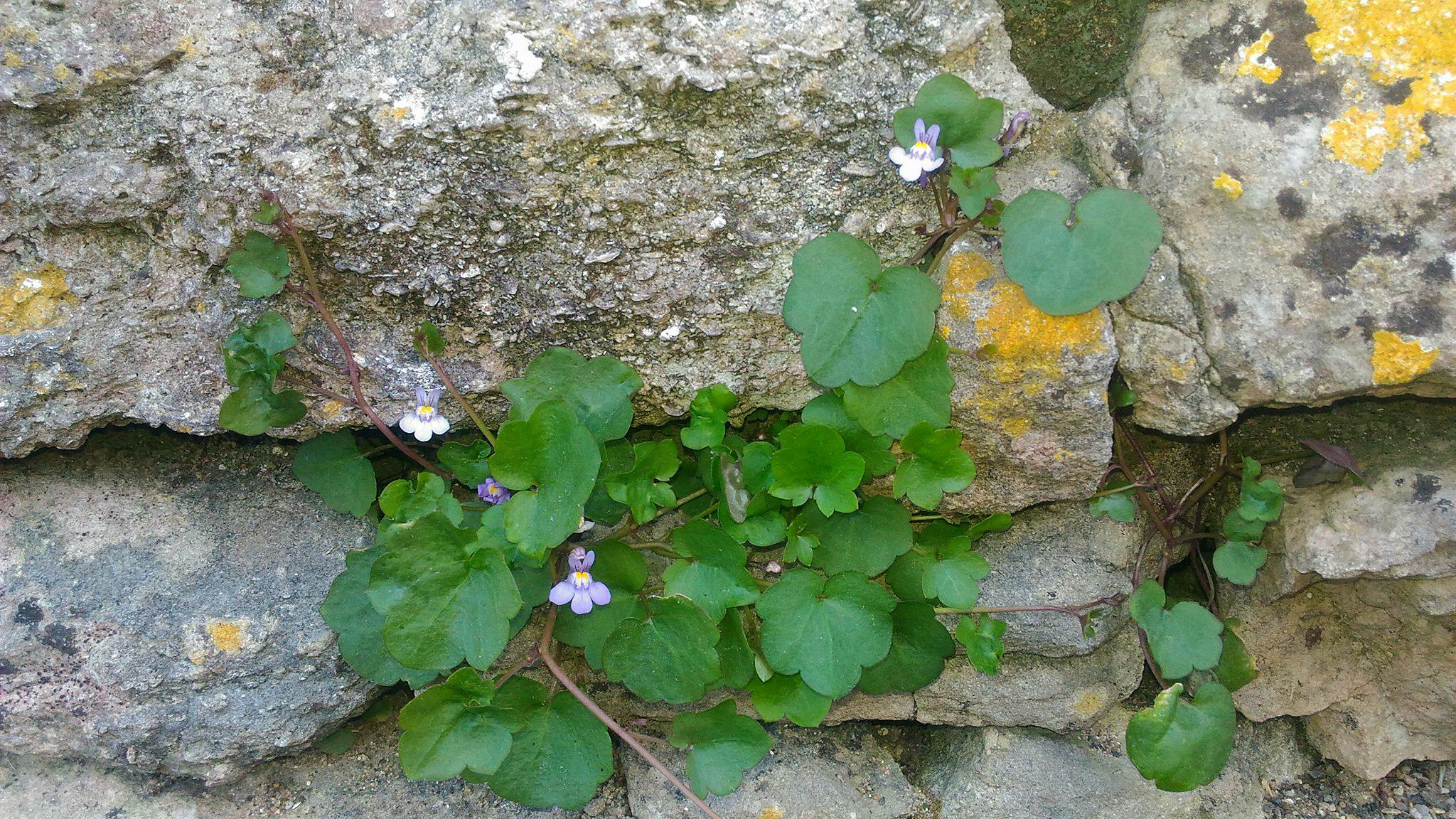 Annexe cymbalaire - rue des sables - st clément les baleines.jpg