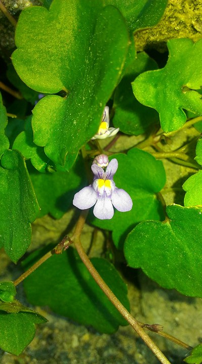 Annexe cymbalaire- rue des sables- st clément-les-baleines.jpg