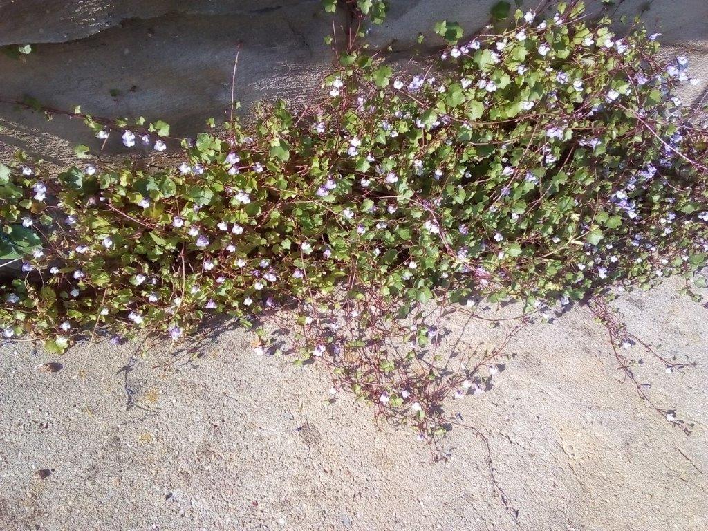 Annexe Cymbalaires.jpg