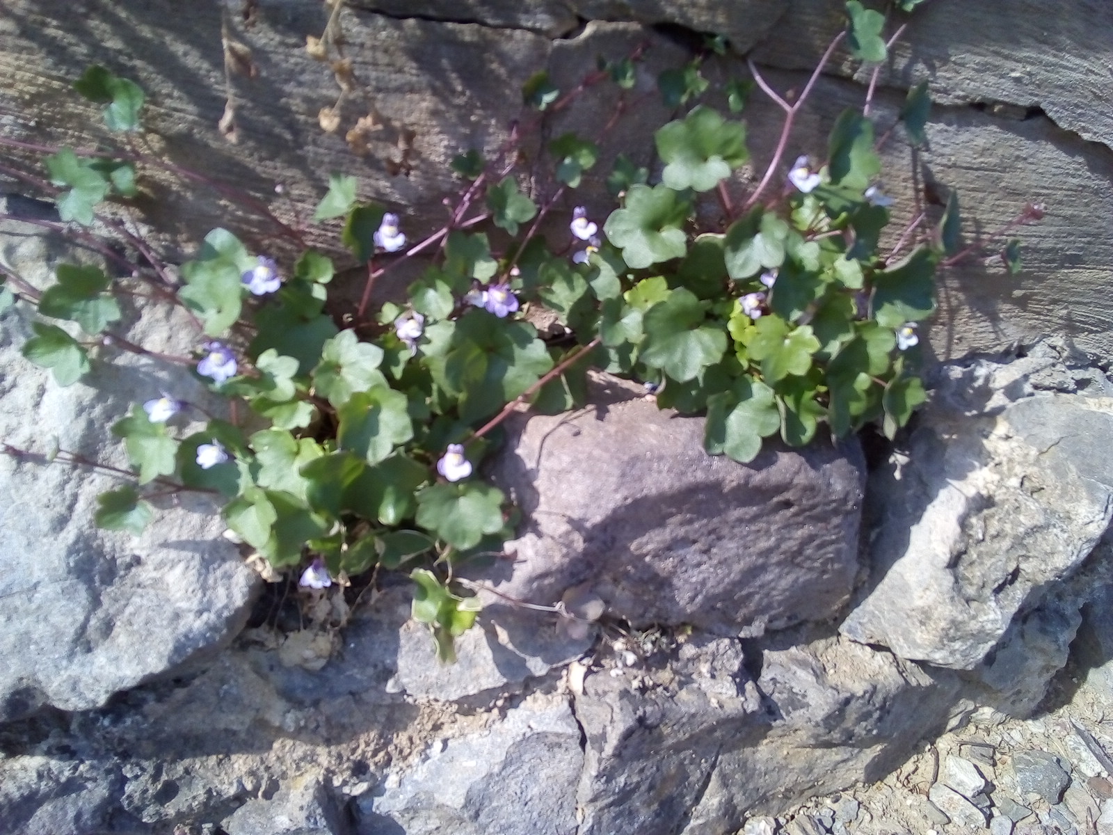 Annexe IMG_20180518_174646_2CS.jpg