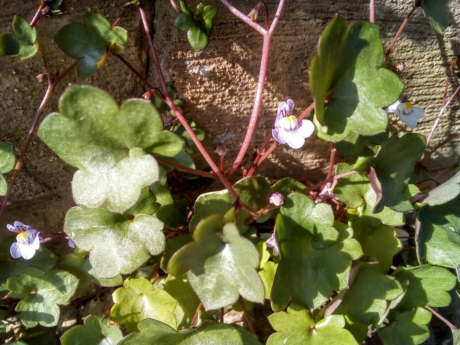 Annexe IMG_20180518_174958_2CS~2.jpg