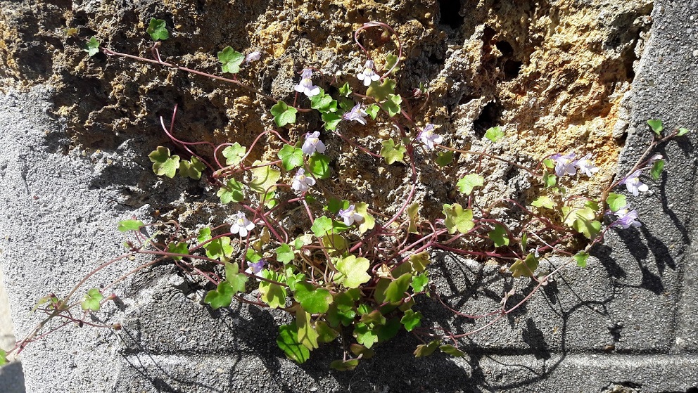 Annexe cymbalaires rue presbytere.jpg