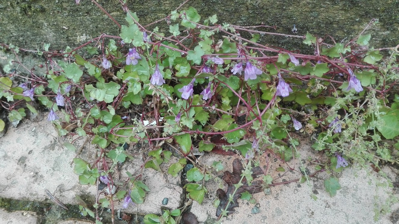 Annexe ruine de Rome2.jpg