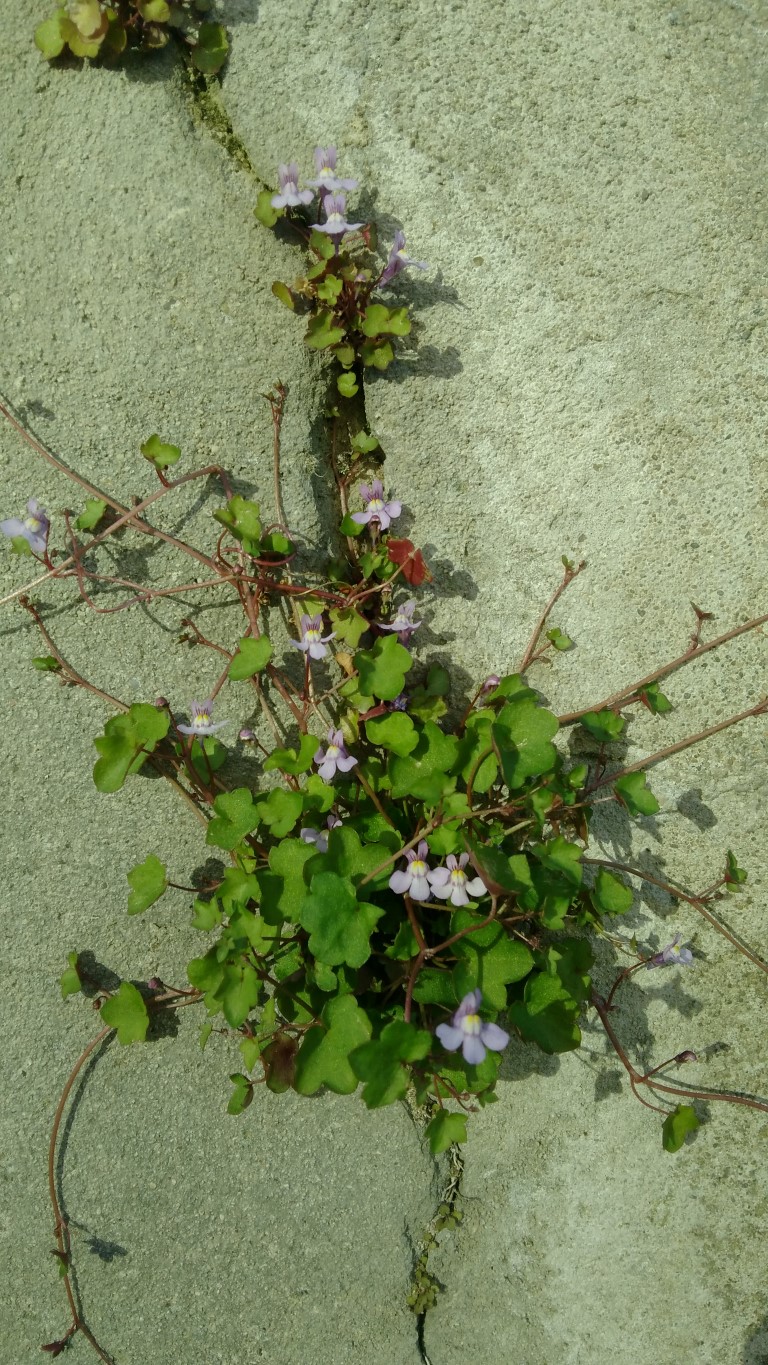 Cymbalaire des murailles