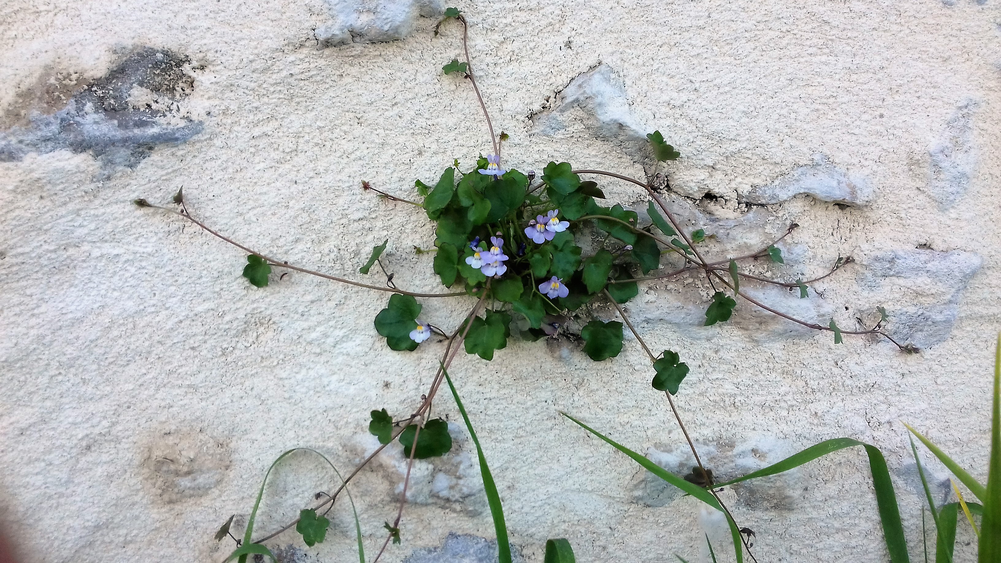 un mur bien cimenté mais sur lequel sont visibles quelques pierres, et là, incroyable mais vrai, une cymbalaire a réussi à percer le ciment à 65 cm du sol et porte 8 fleurs épanouies