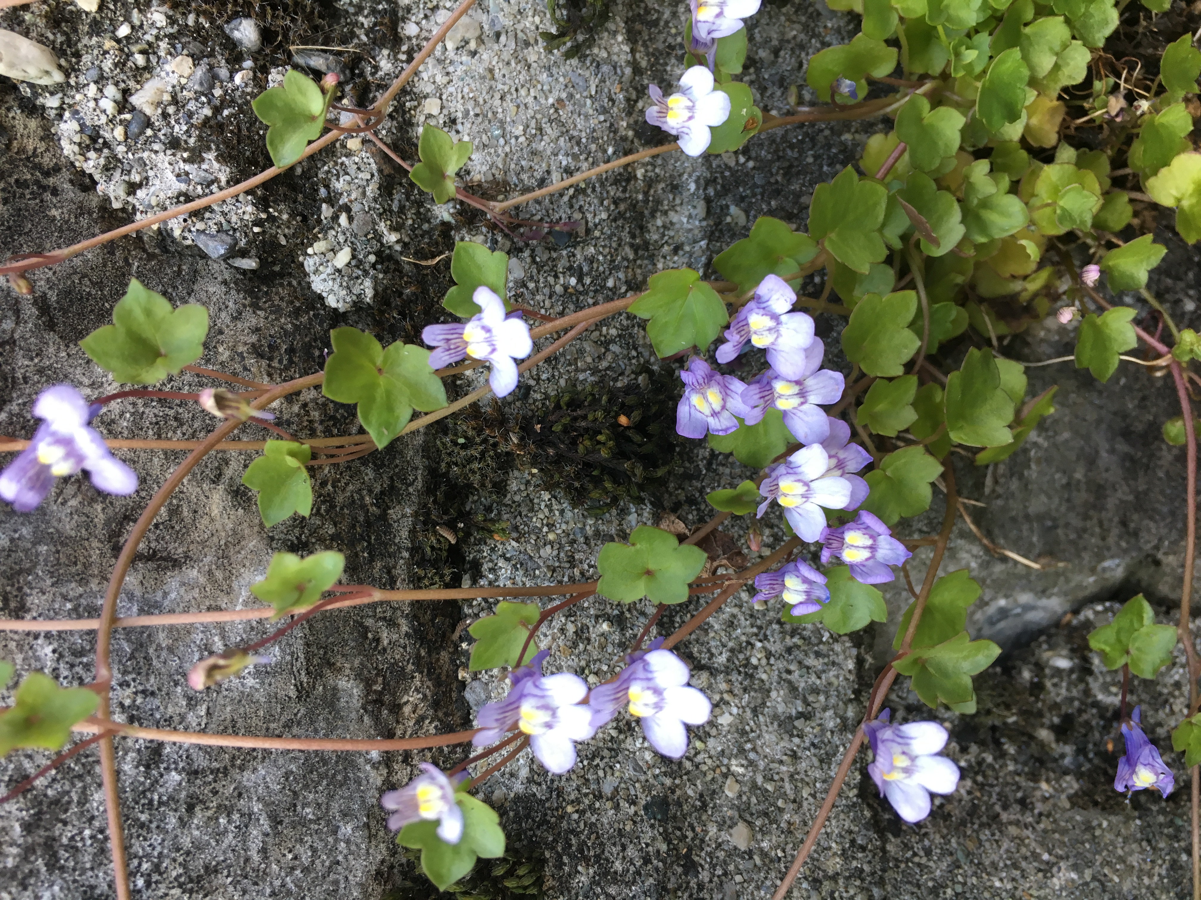 Cymbalaire des murailles
