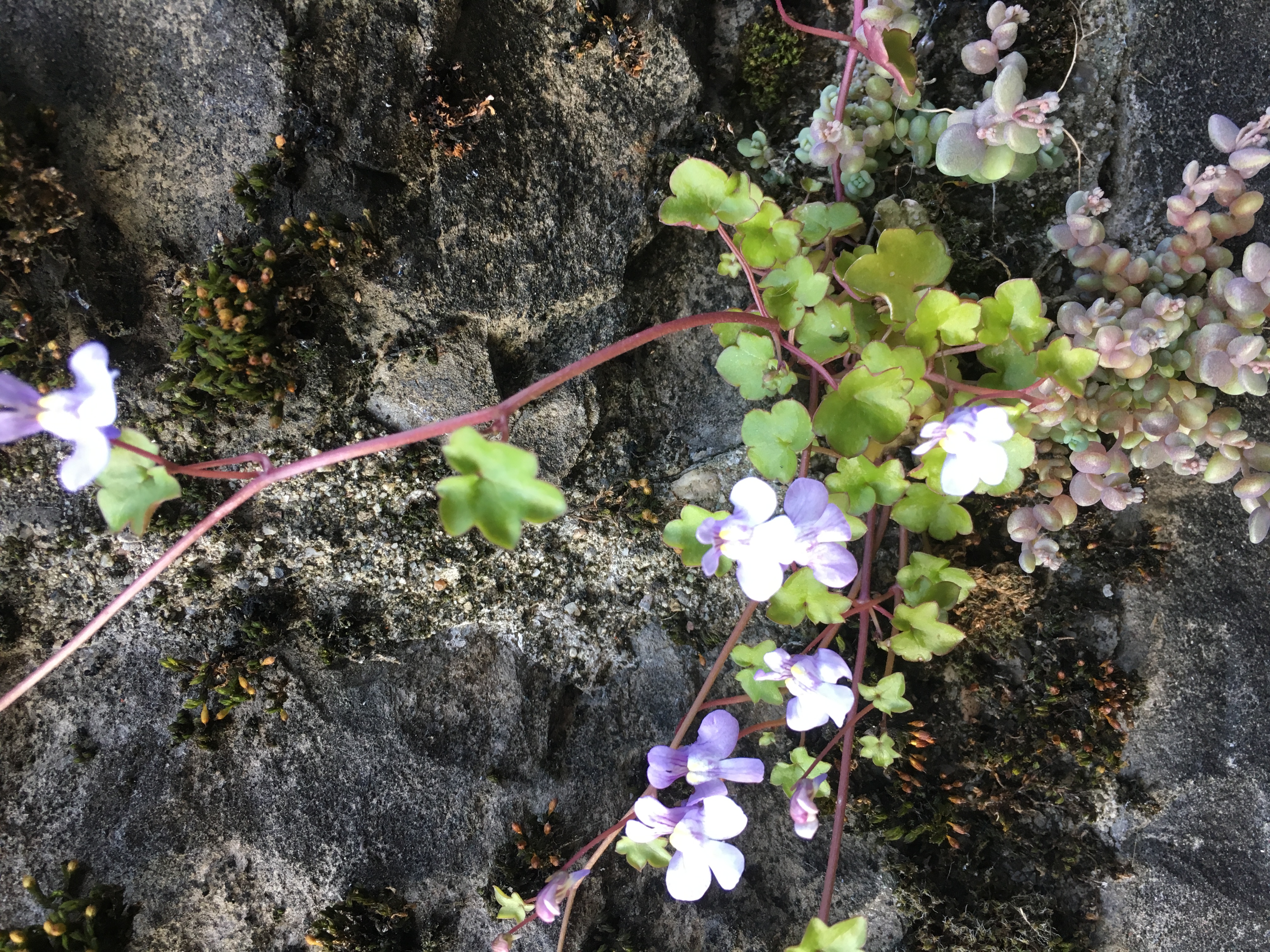 Cymbalaire des murailles