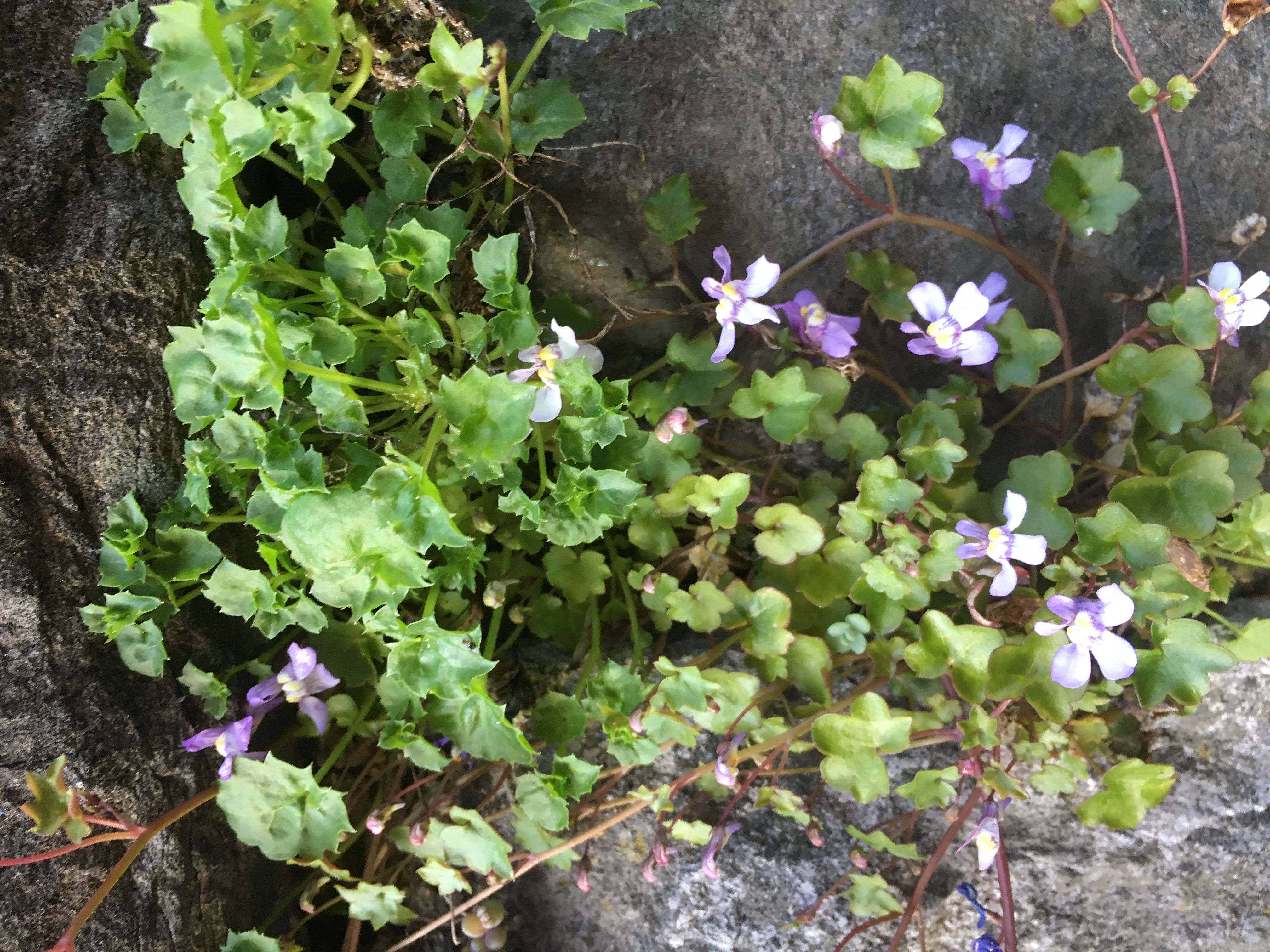 Cymbalaire des murailles