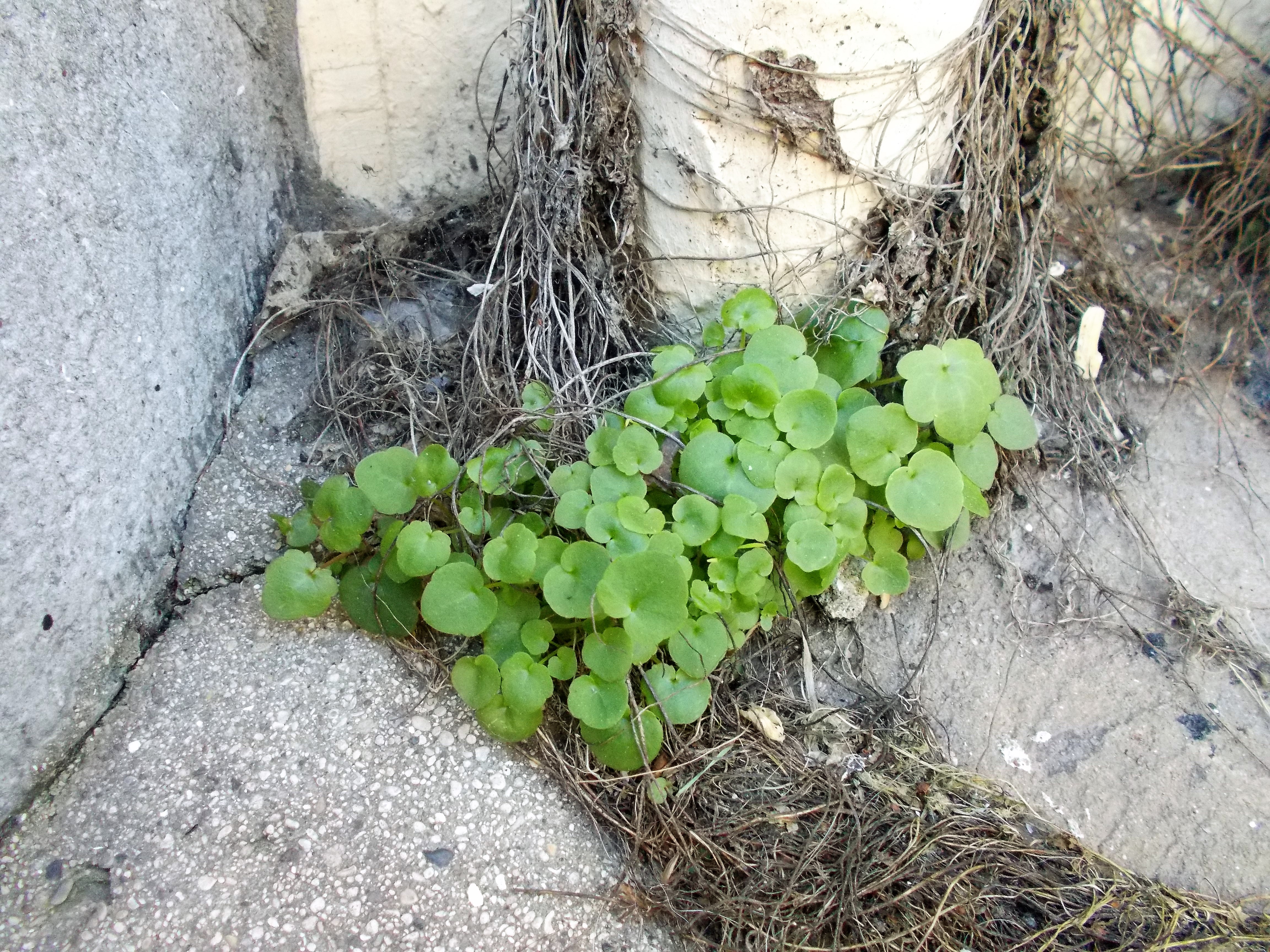 pieds de cymbalaires sans fleurs