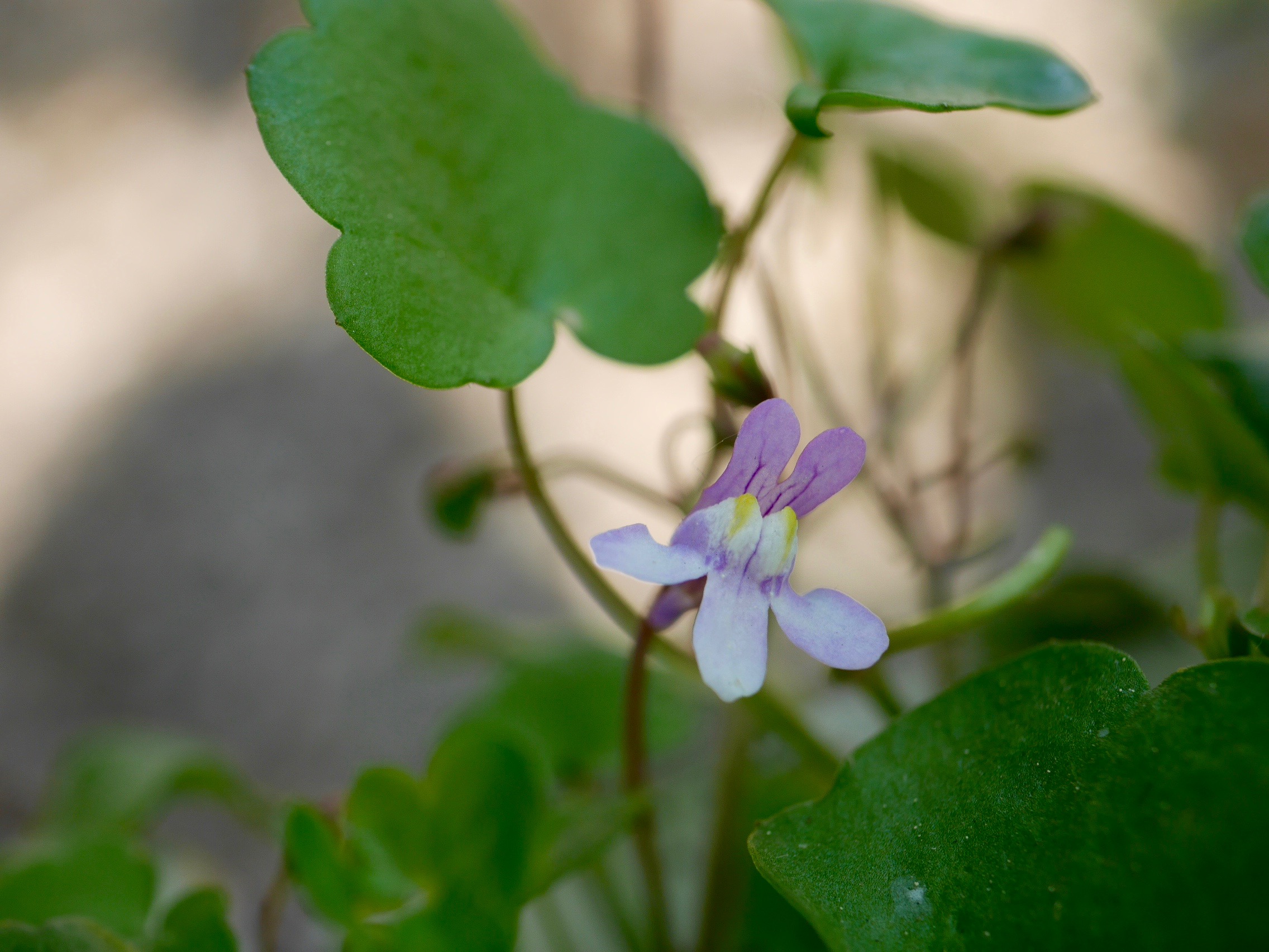 cymbalier une fleur