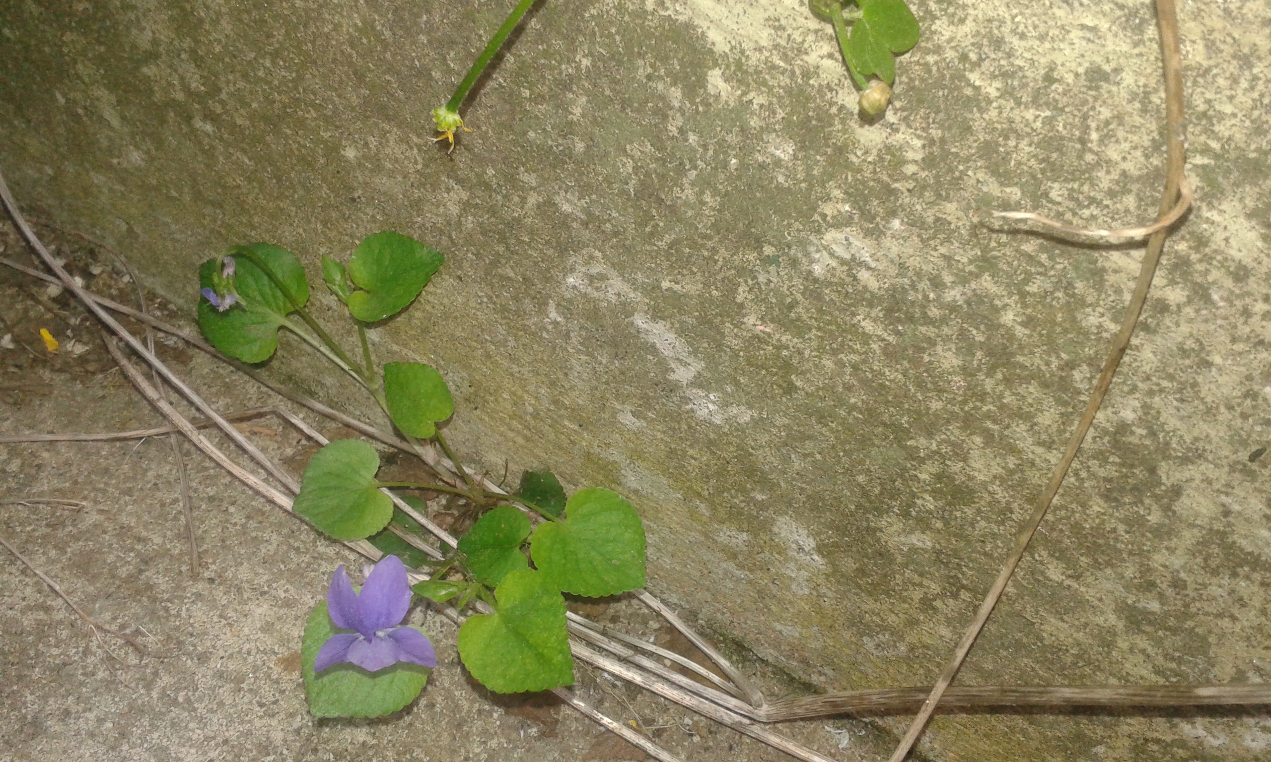 CYMBALAIRE DES MURAILLES