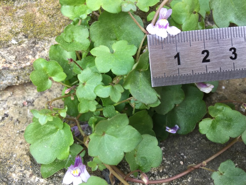 Mesure pétale cymbalier des murailles