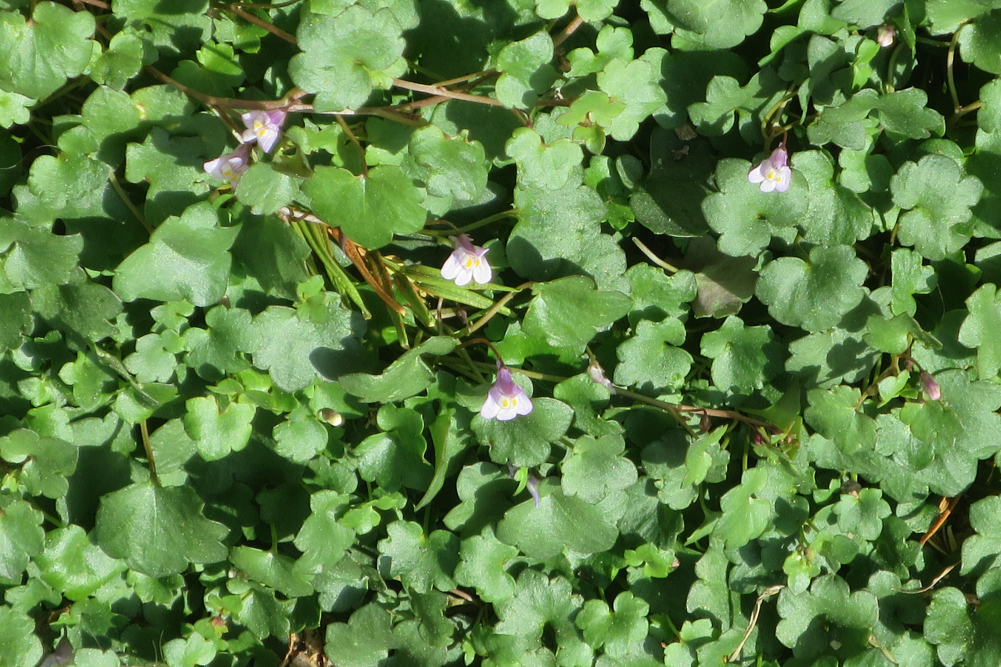 cymbalaires gros plans