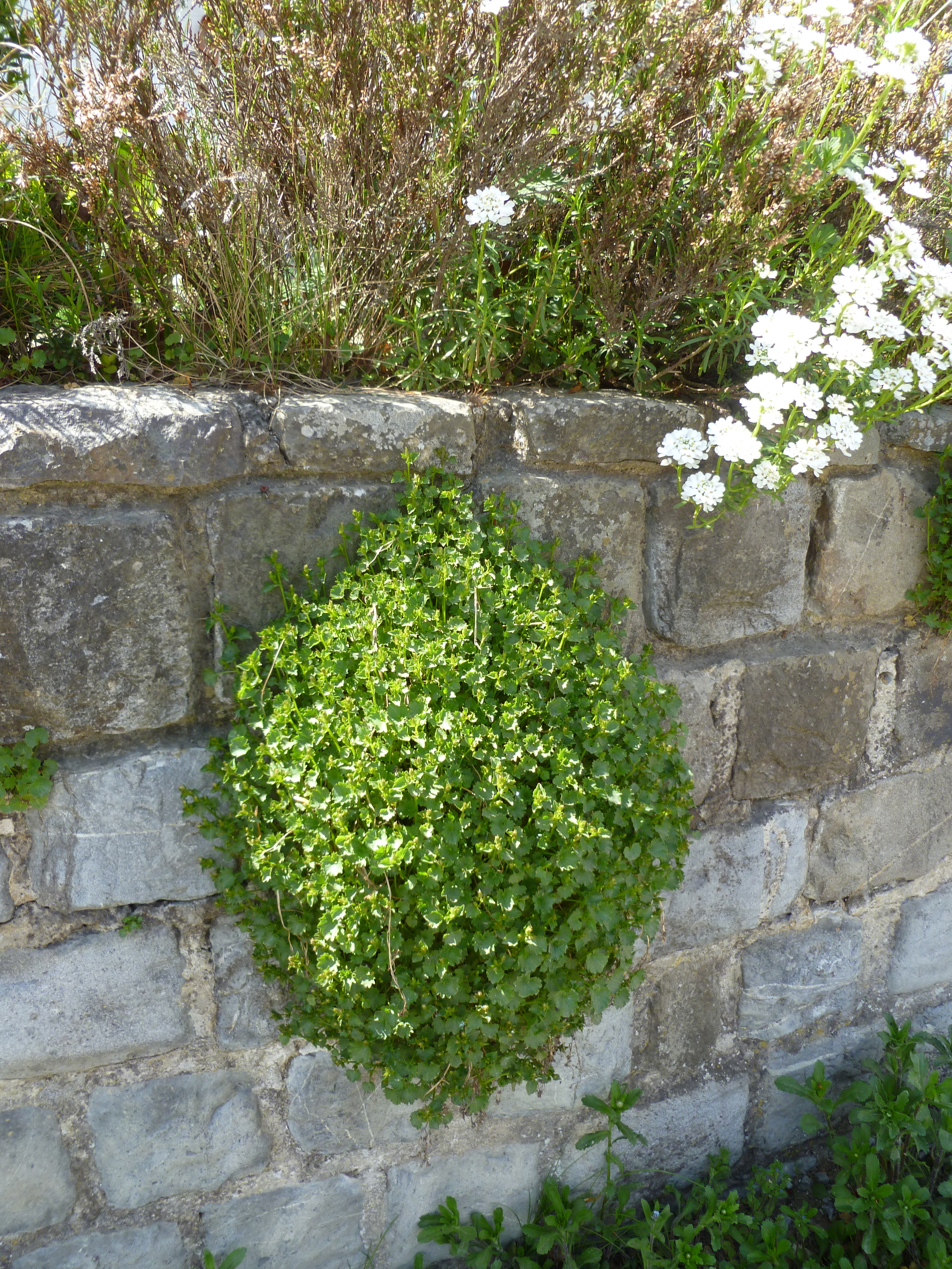 plantes photographiées dans les murs de Feschaux (FAMENE BELGE)
