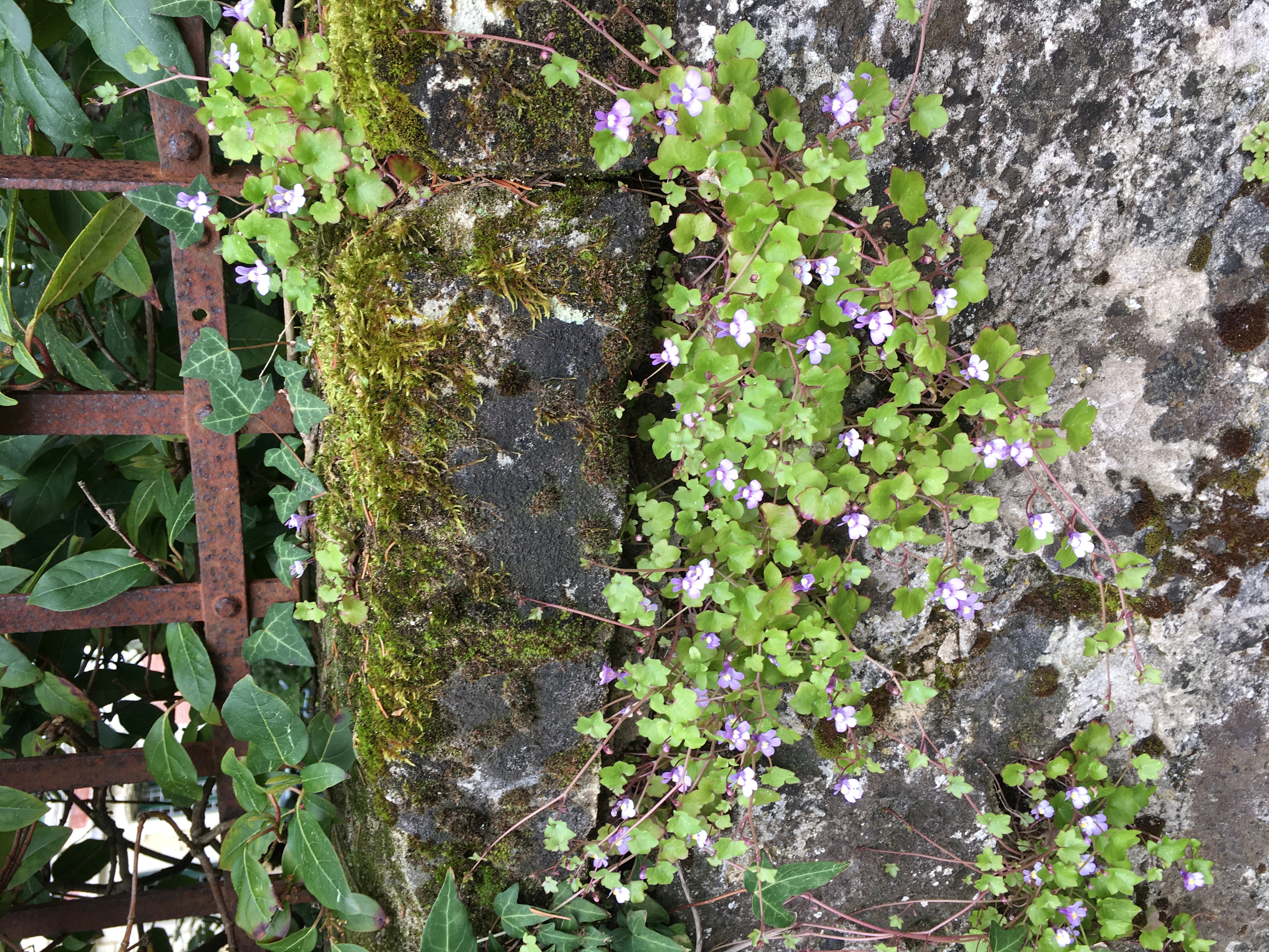 cymbalaria muralis. 2