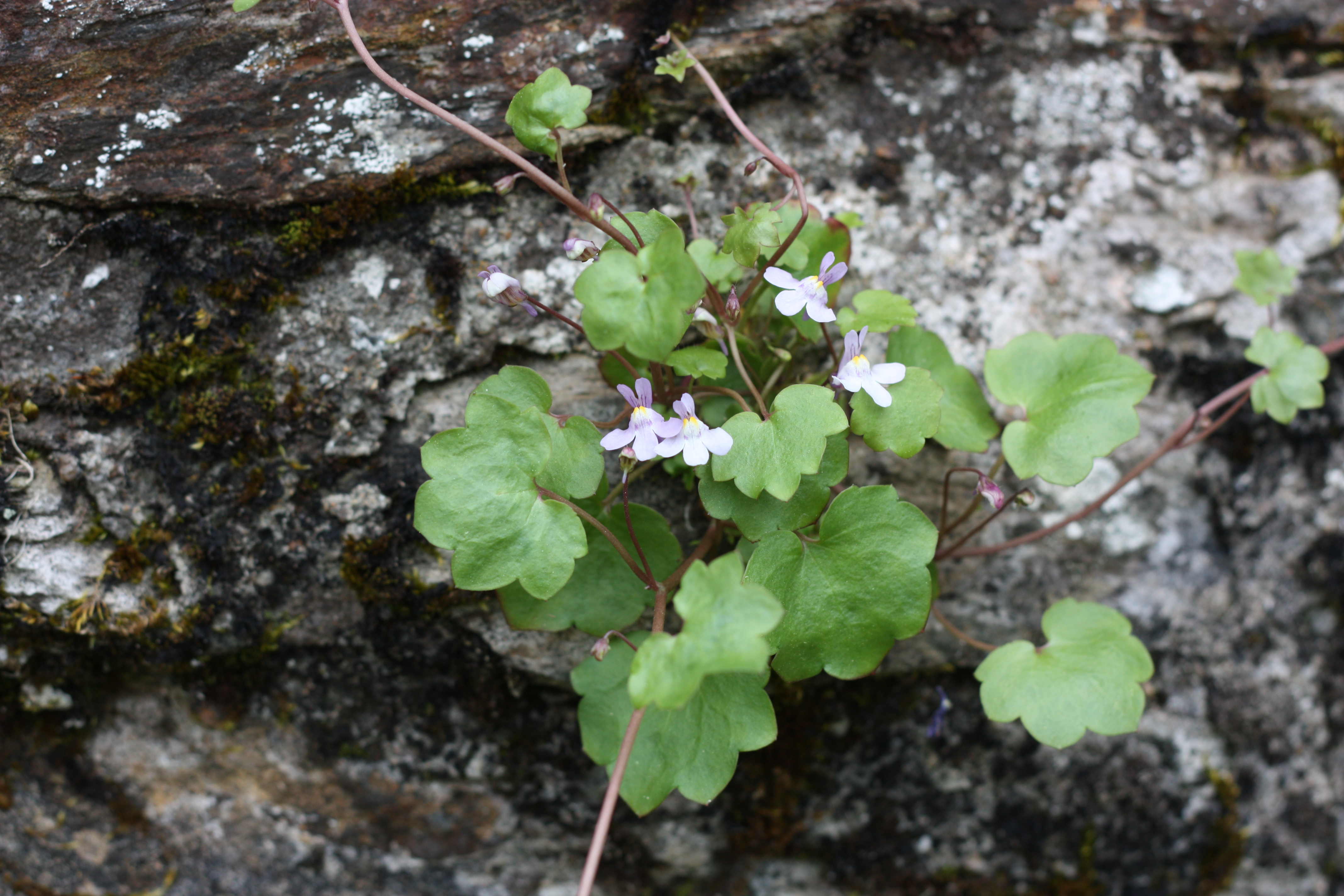Cymbalaire sur un mur à Nantes