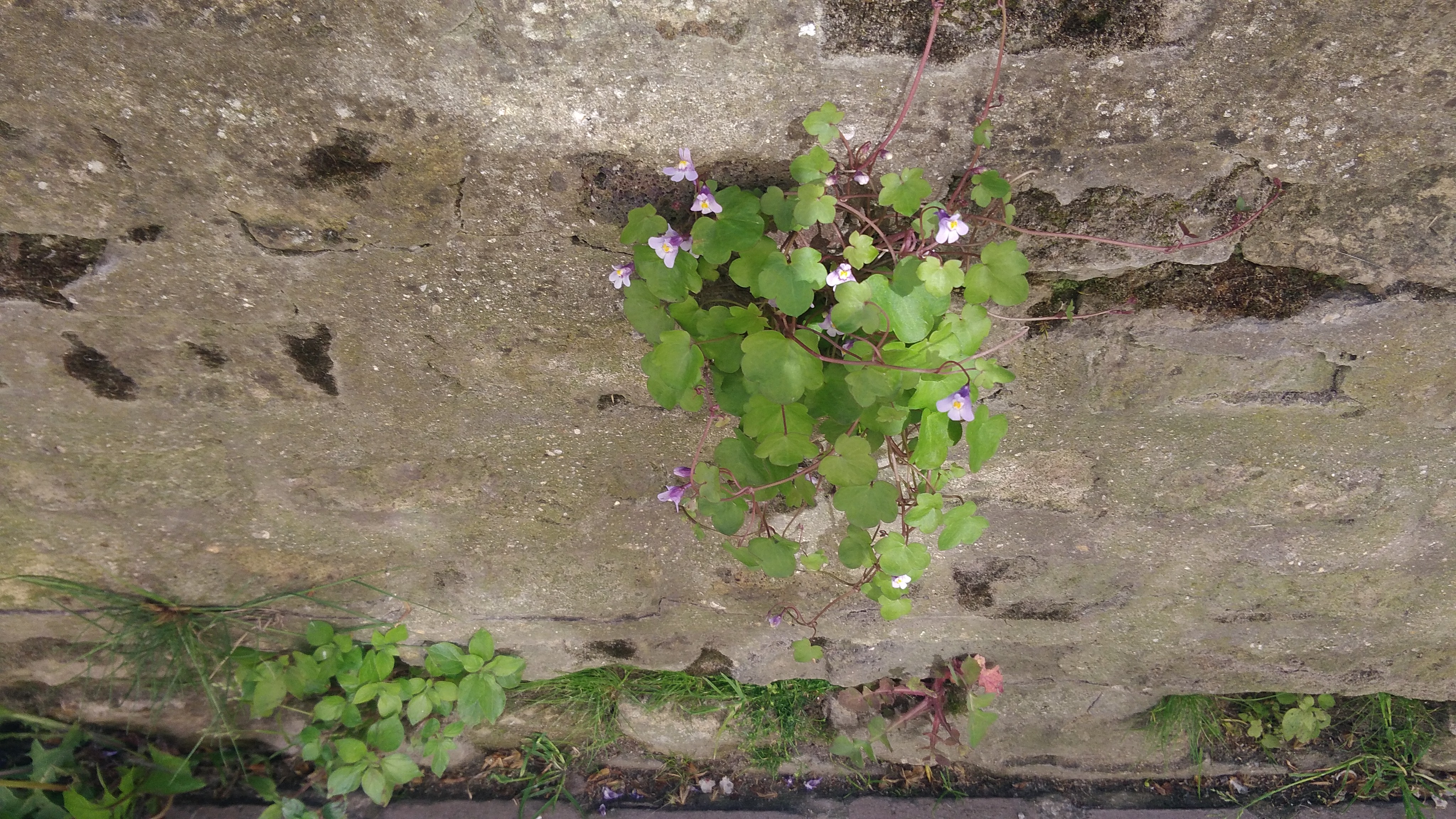 On peut voir un bouquet de cymbalaires des murailles accroché à un mur qui donne sur un cour d'eau nommé l'Aa.