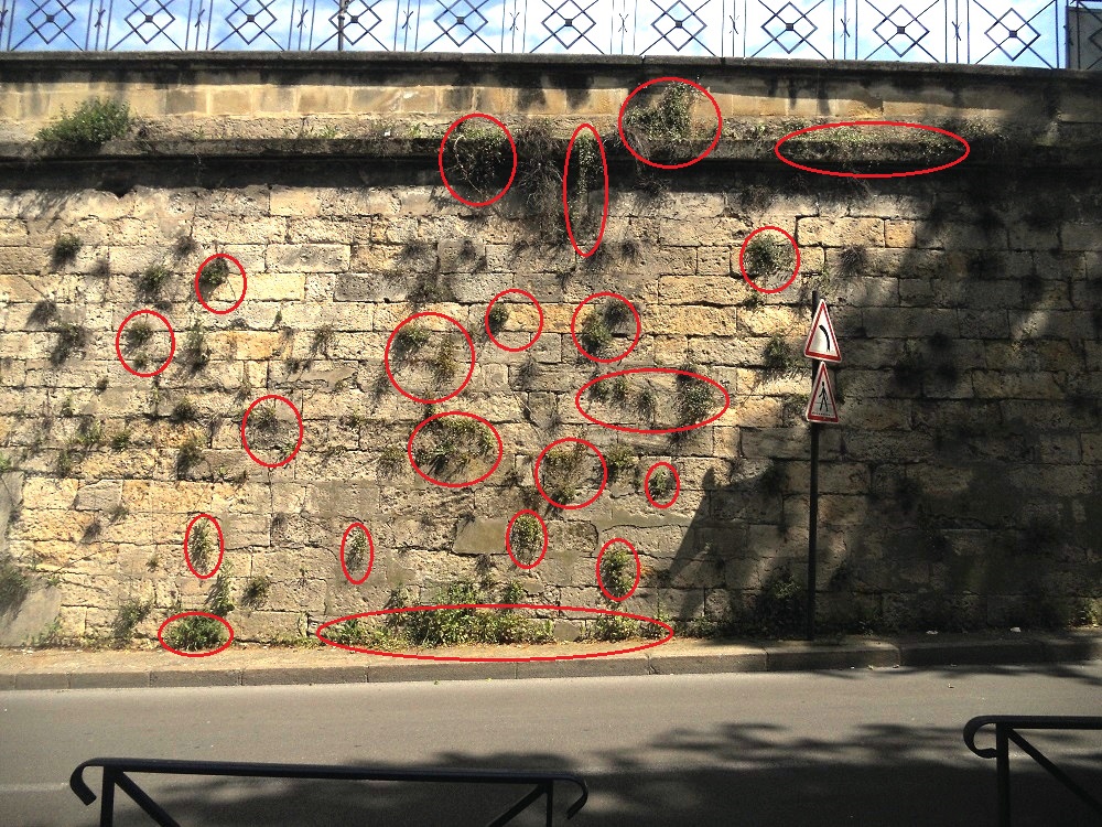 mur et positions de bouquets de Cymbalaires