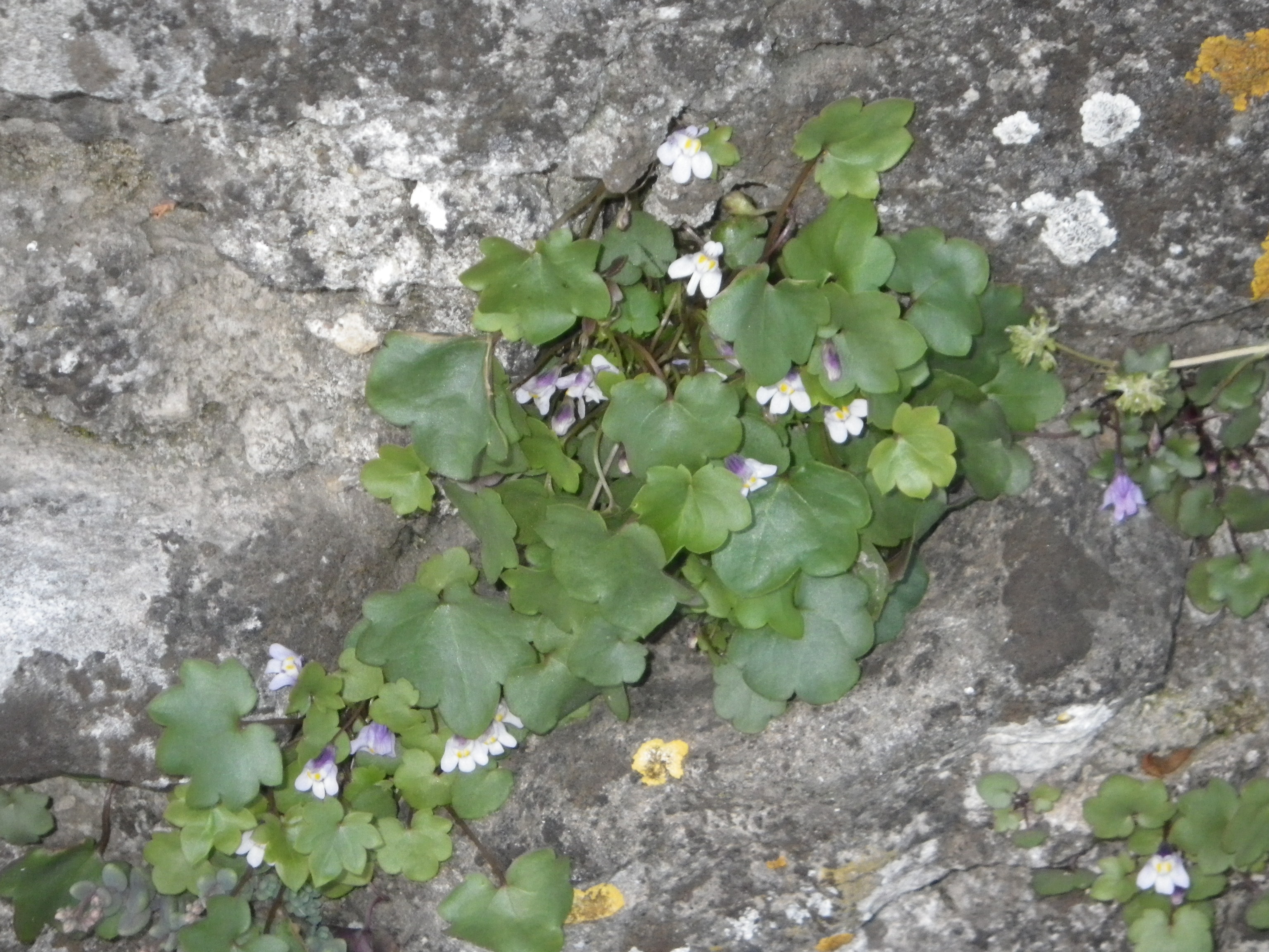 cymbalaires des murs