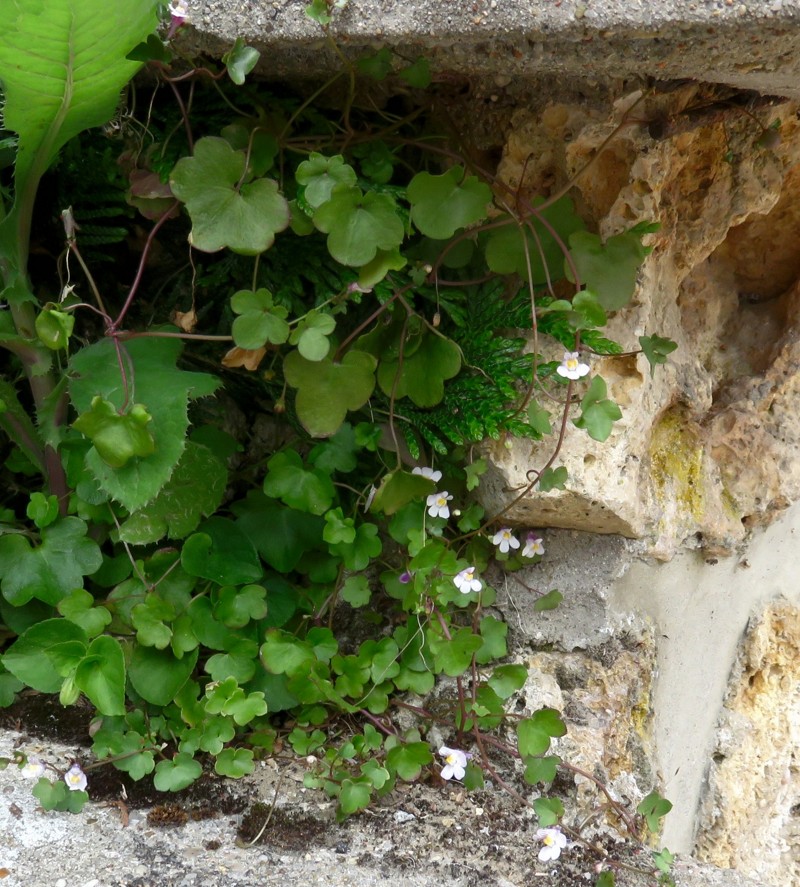 Petite plante au creux d'un muret ,  feuille lisse luisante arrondie à 6 lobes, petite fleur labiée violette blanche et jaune