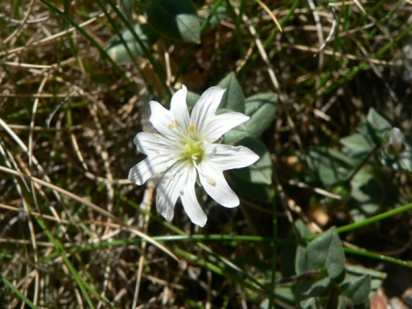 Annexe Cerastium pyrenaicum ,ANDORRE , de Tela Botanica.jpg