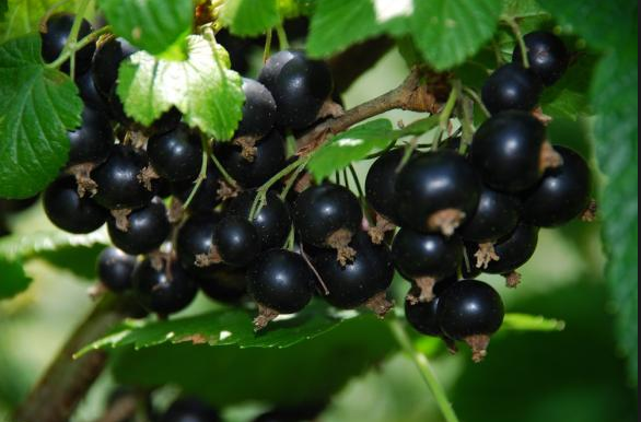 Annexe cassis noir de bourgogne.png