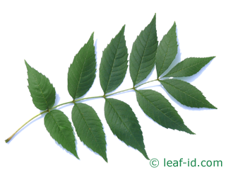 Annexe bd573c9c7a59e06dcb78a86a24507e7d.jpg.png