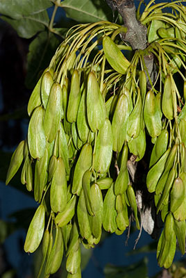 Annexe frene_samare1.jpg