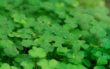 Annexe trefles-1-360x225.jpg