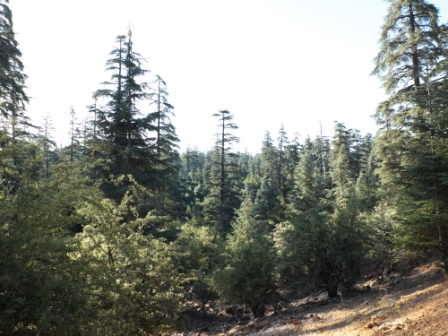 Annexe cèdre de lAtlas.jpg