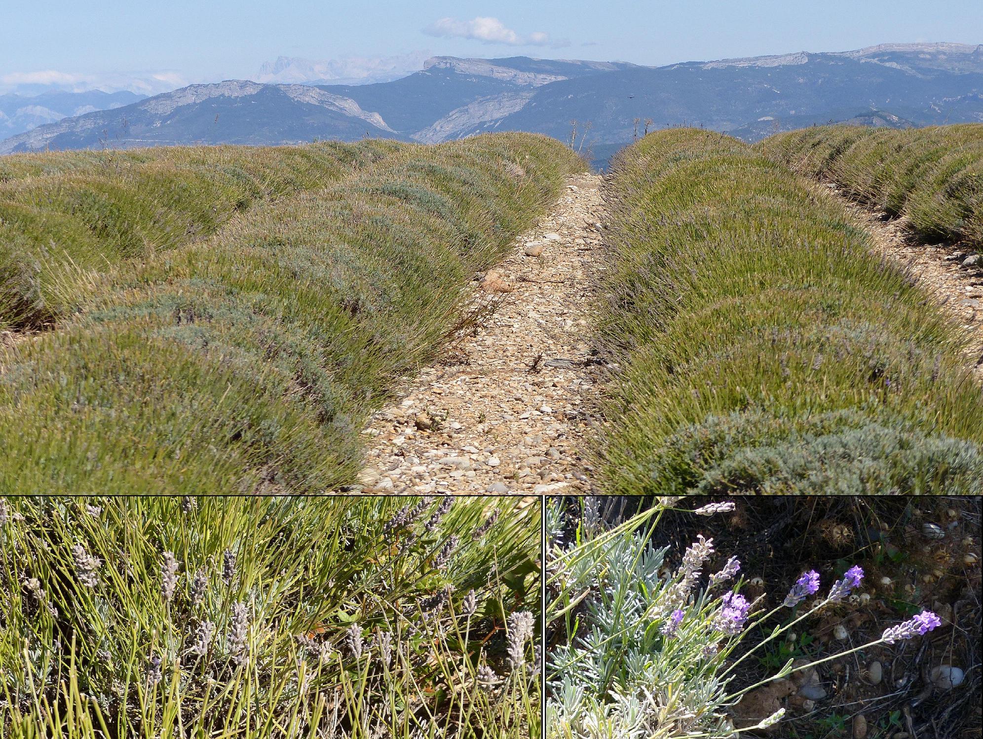 Annexe Lavande après récolte (plateau des Mées, Alpes de haute Provence).jpg