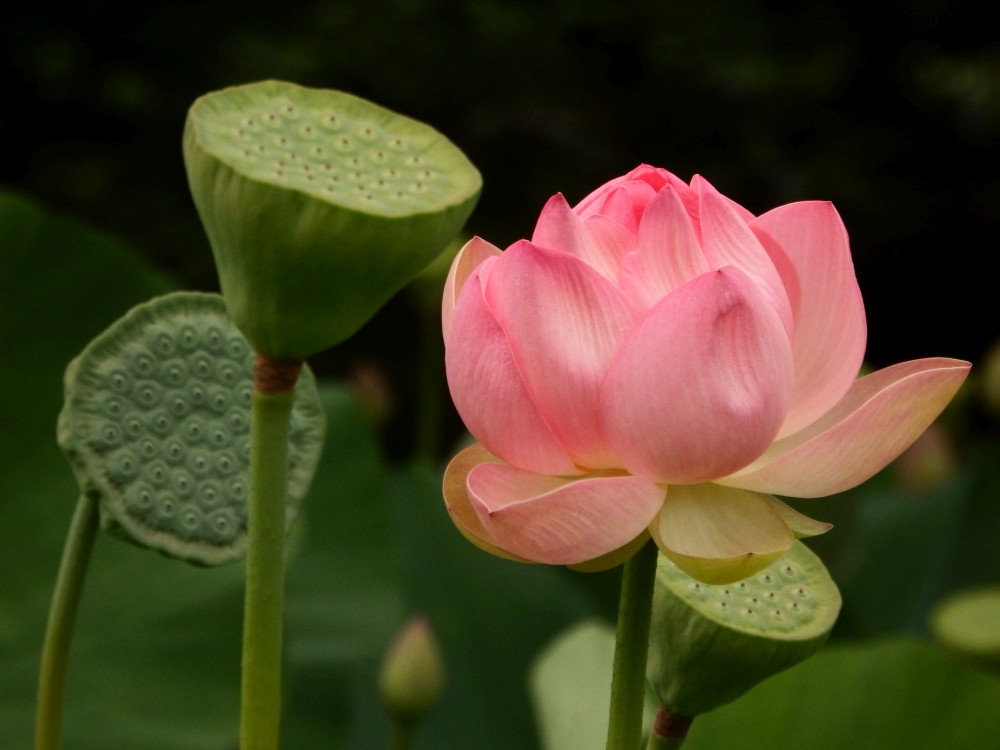 Annexe DSCF50982 lotus mooc.jpg