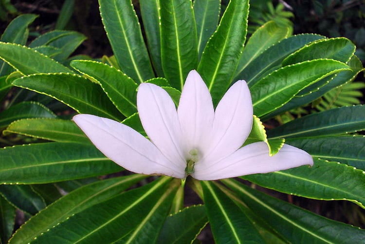 Annexe opti-tiare-apetahi.jpg