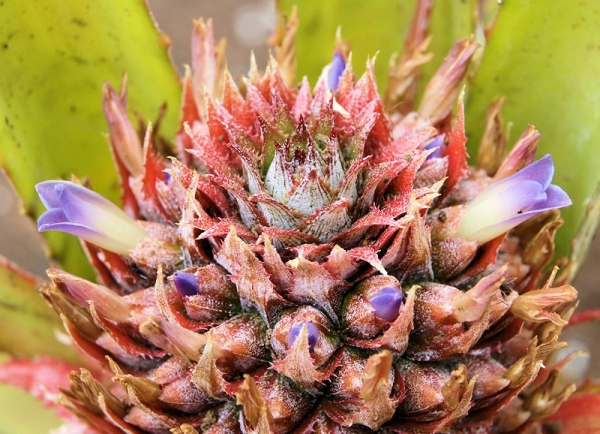 Annexe img 000103599L.jpg