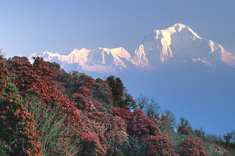 Annexe nepal-rhododendron-nepal-trekking-mountains-himalyas.jpg