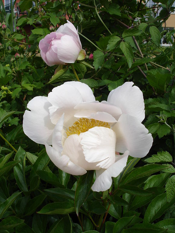 Annexe 580px-Paeonia_Nymphe.jpg