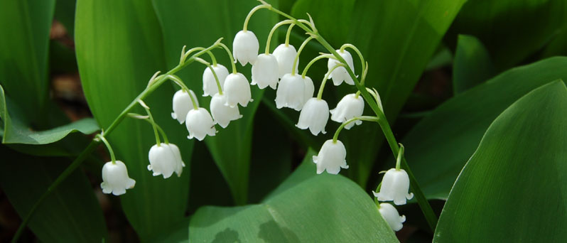 Annexe muguet.jpg