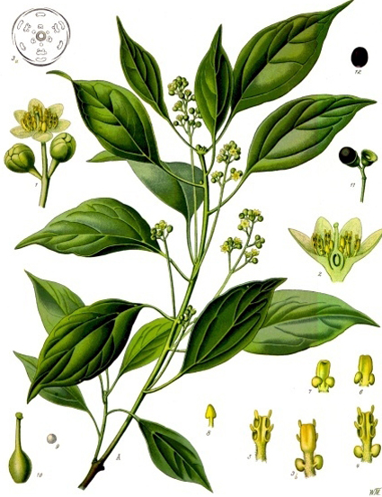 Annexe camphrier-cinnamomum-camphora.jpg