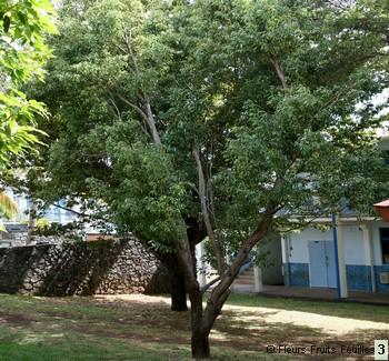 Annexe camphrier.jpeg