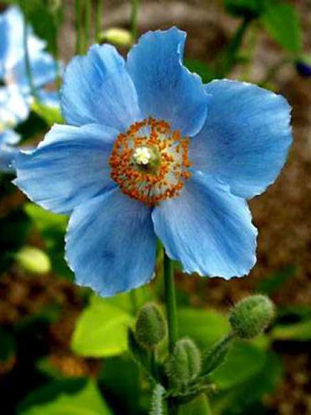 Annexe pavot-bleu-de-l-himalaya.jpg