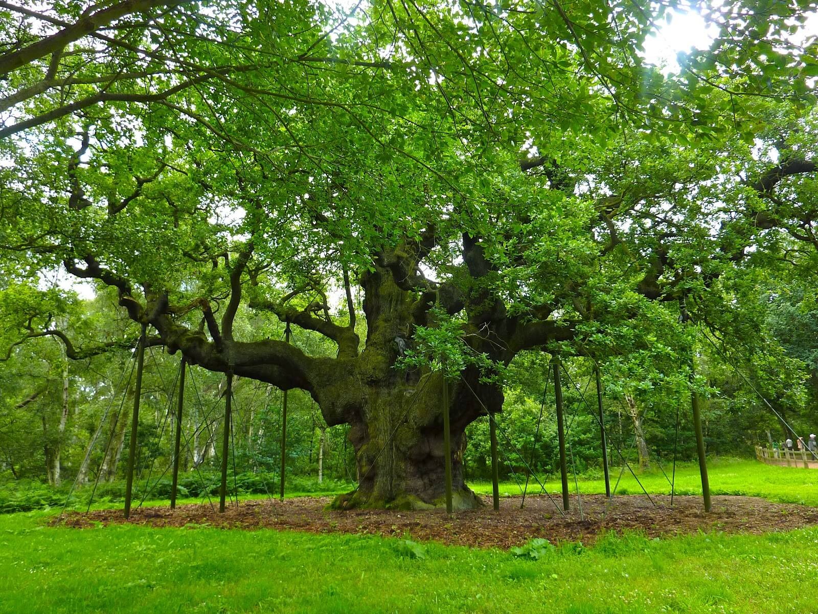 Annexe Major-Oak-Sherwood-Forest.jpg