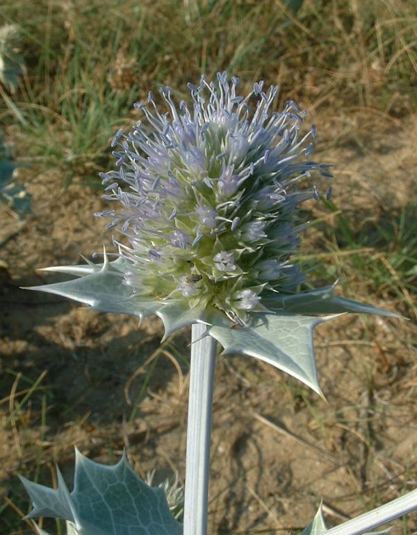 Annexe Eryngium_maritimum1.jpg
