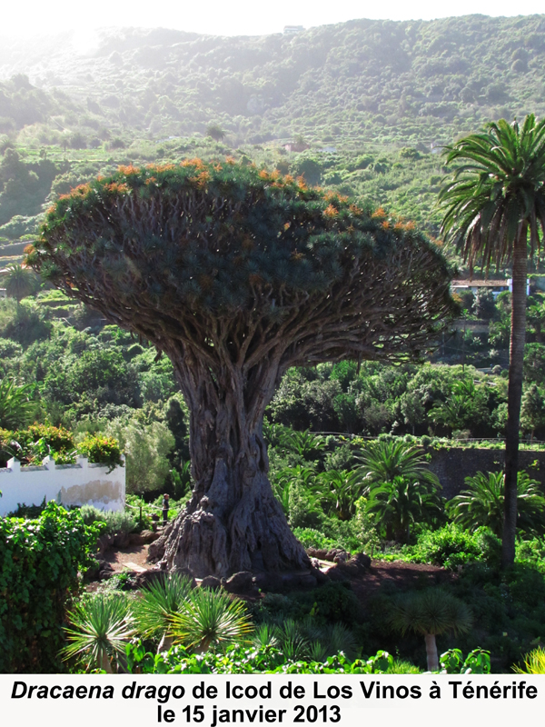 Annexe IMG_8791_Dracaena drag_.jpg