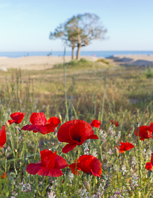 Annexe fleur-coquelicot.jpg
