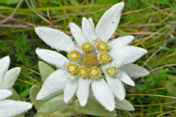 Annexe Edelweiss-Signification.jpg
